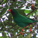 Tangara de Rieffer