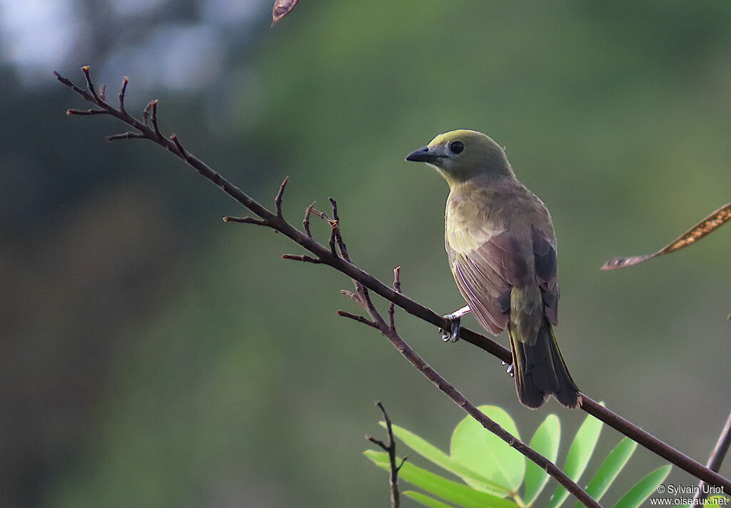 Tangara des palmiersadulte
