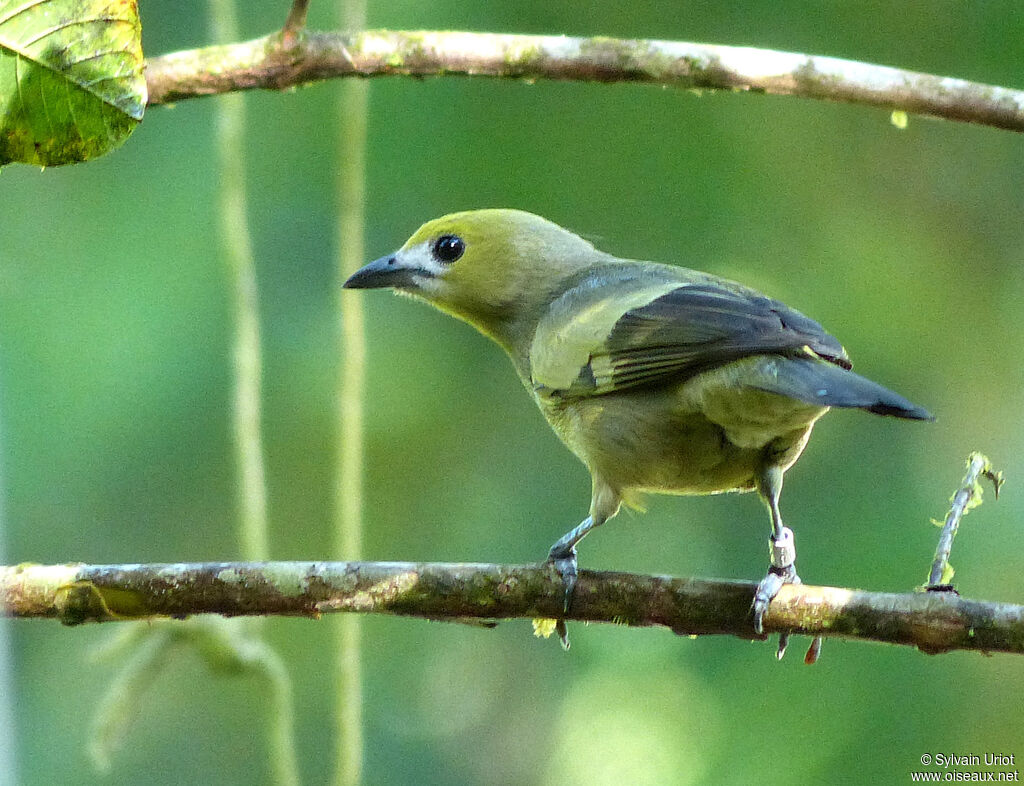 Tangara des palmiersadulte