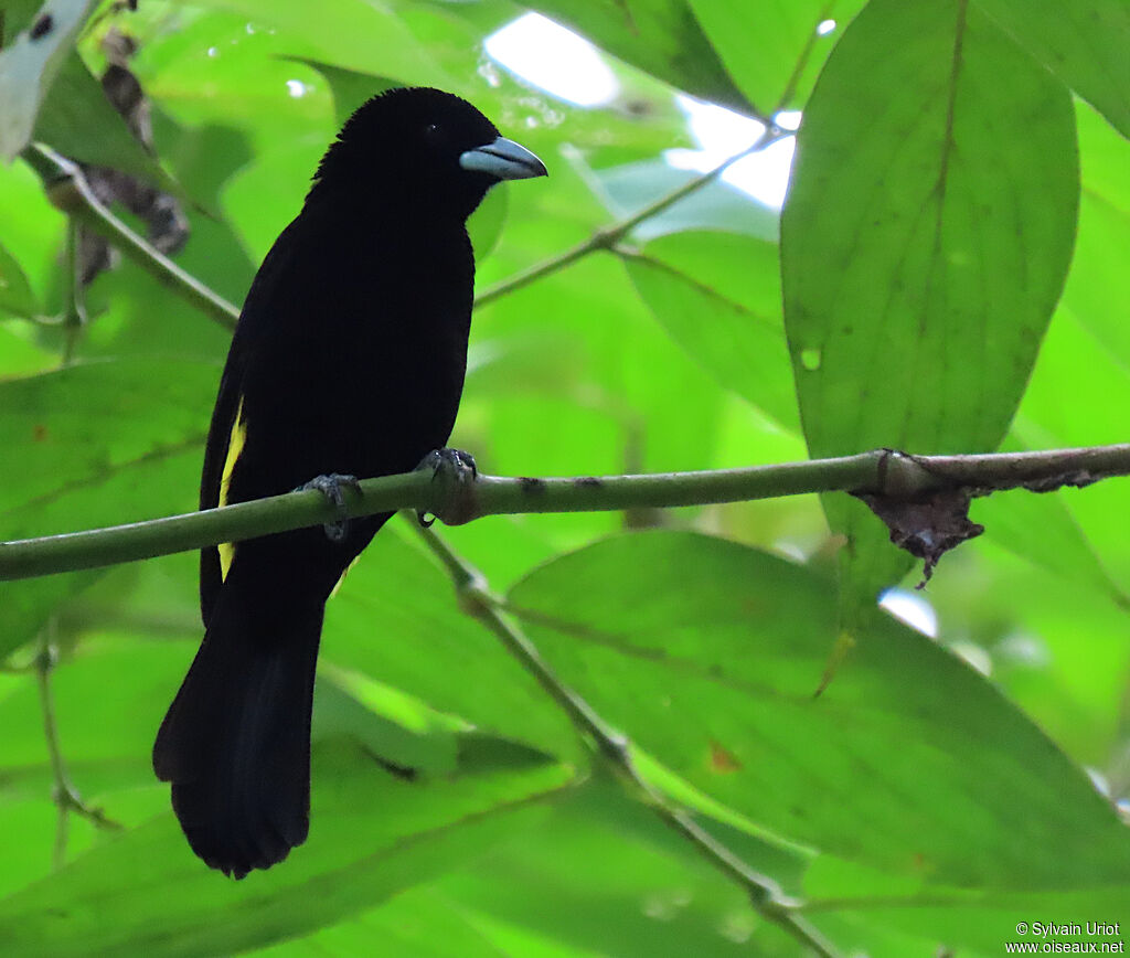 Flame-rumped Tanager male adult