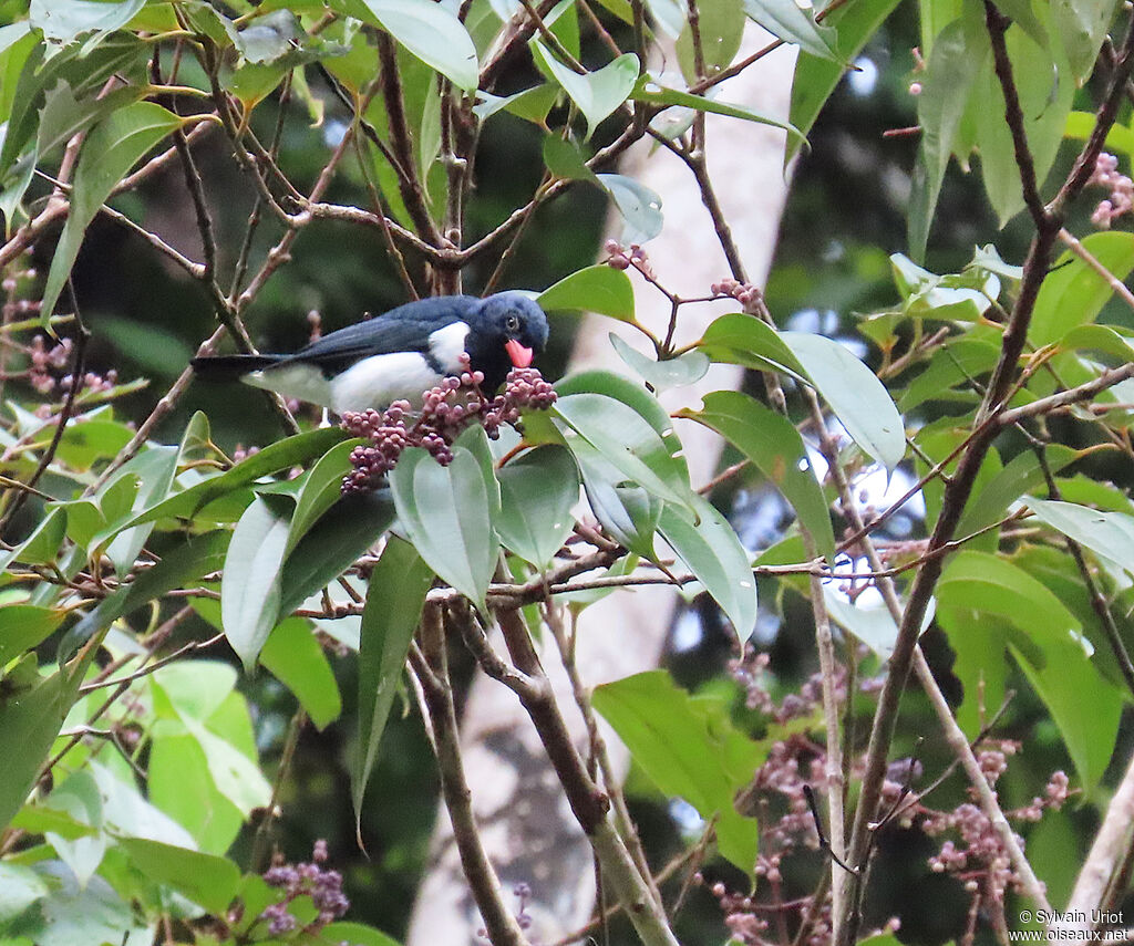 Red-billed Pied Tanager male adult