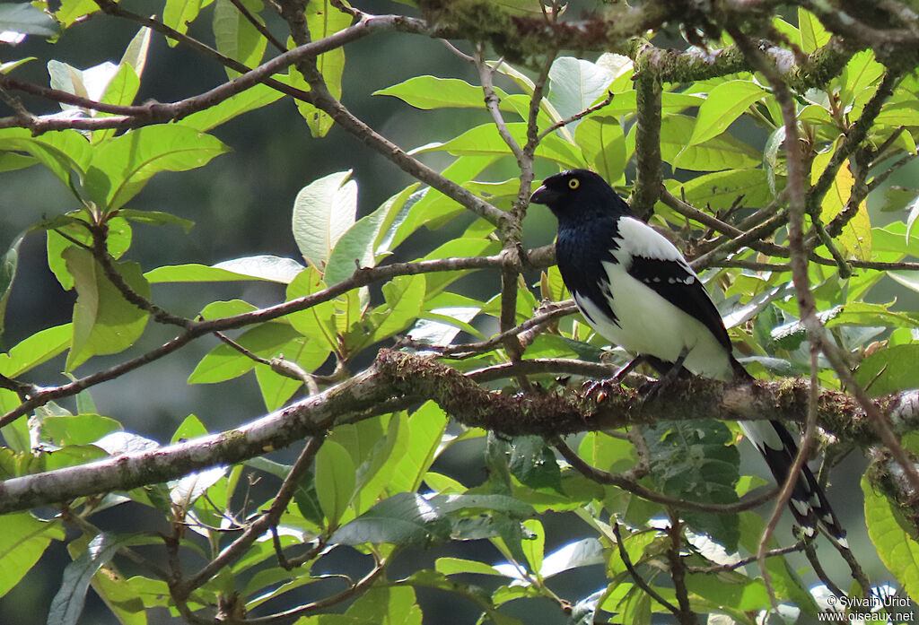 Tangara pillurionadulte