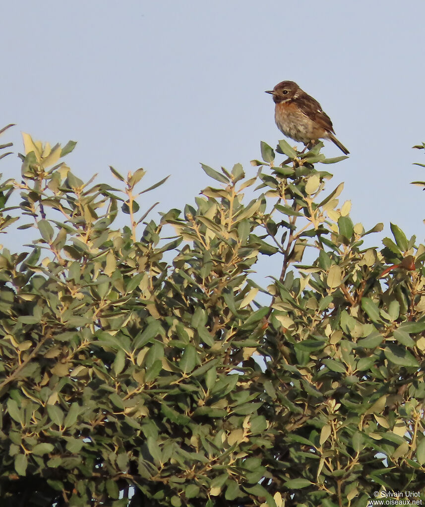 European Stonechat