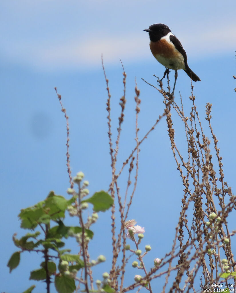 European Stonechat