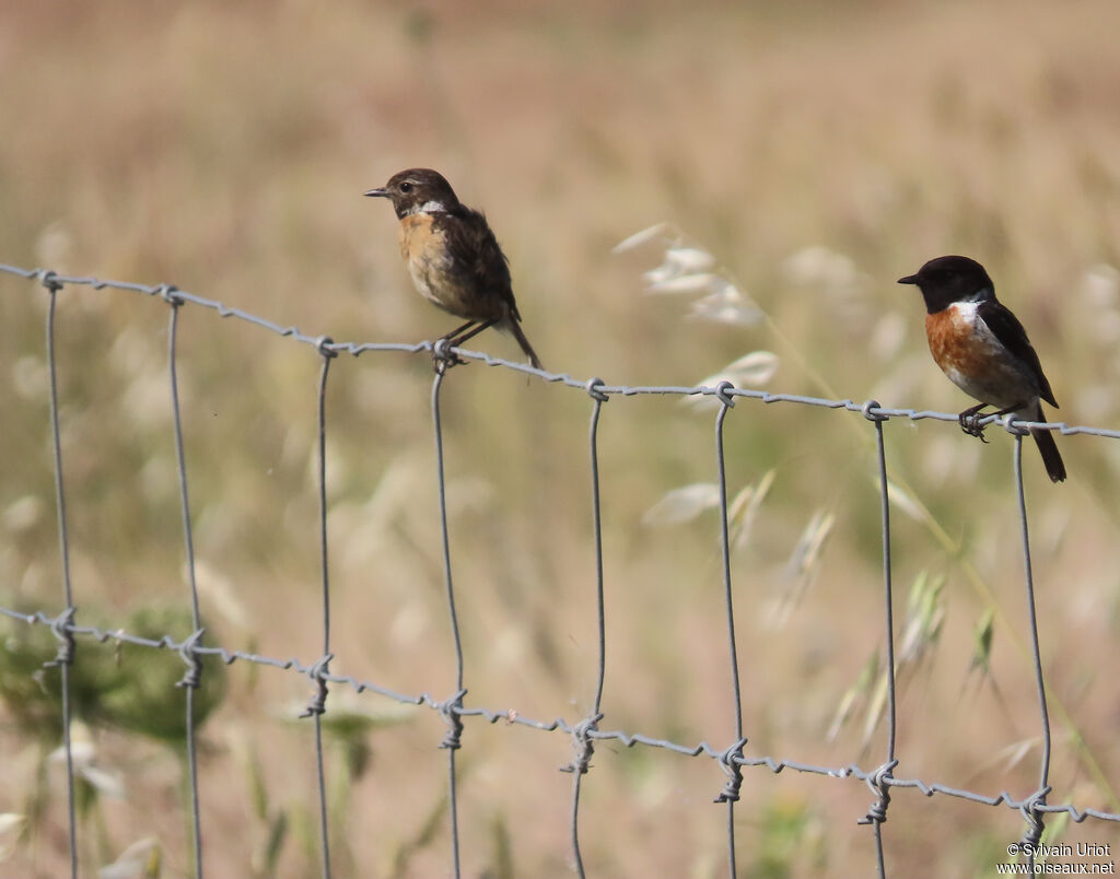 European Stonechat