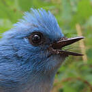 Tchitrec bleu
