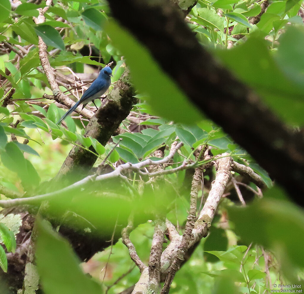 African Blue Flycatcheradult