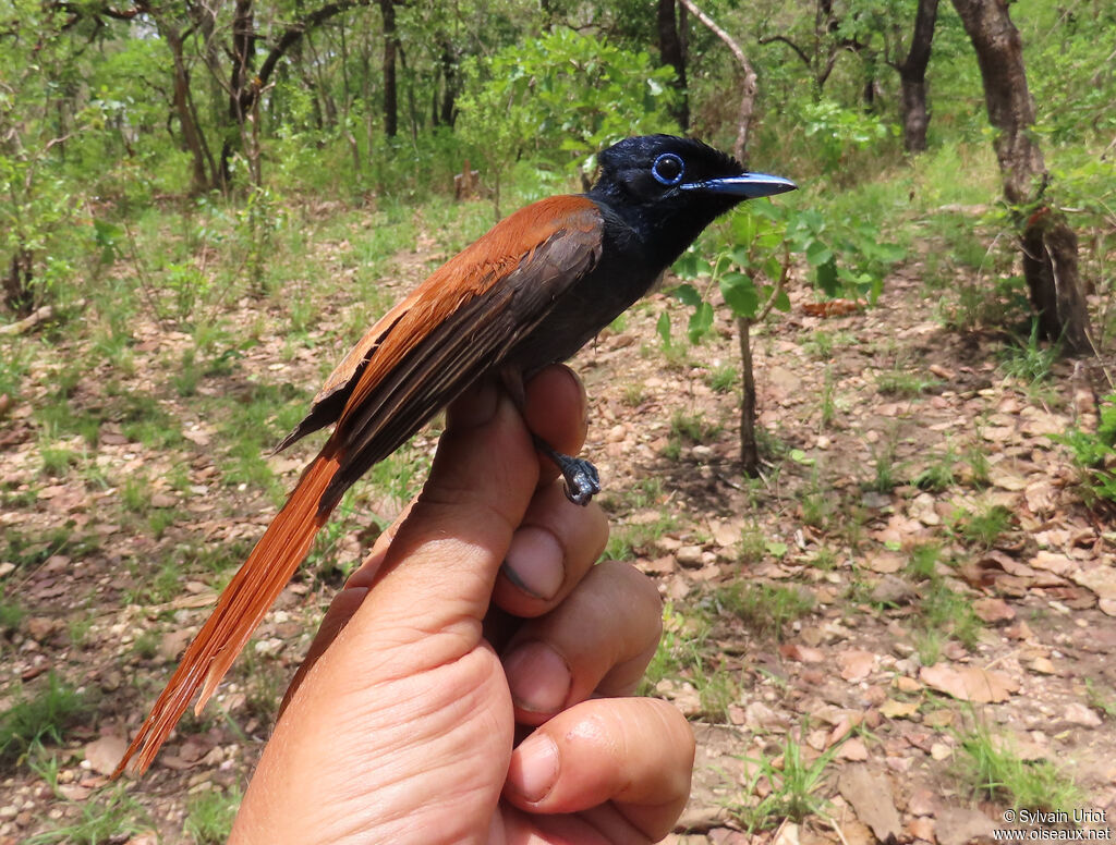 African Paradise Flycatcher female adult