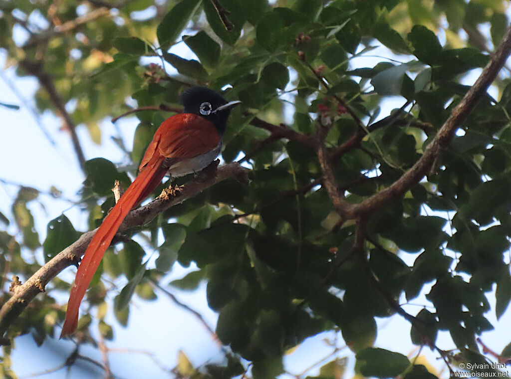 African Paradise Flycatcher male adult