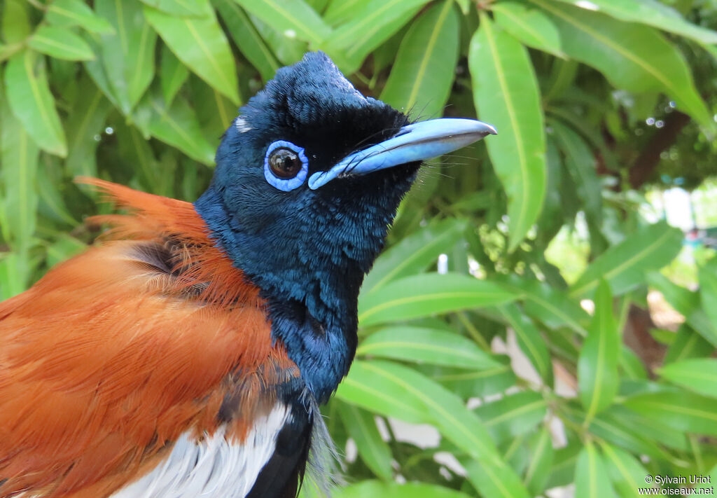 African Paradise Flycatcher male adult