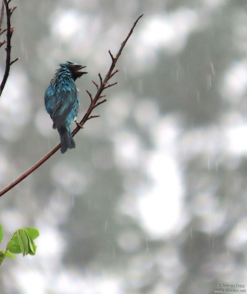 Tersine hirondelle mâle adulte