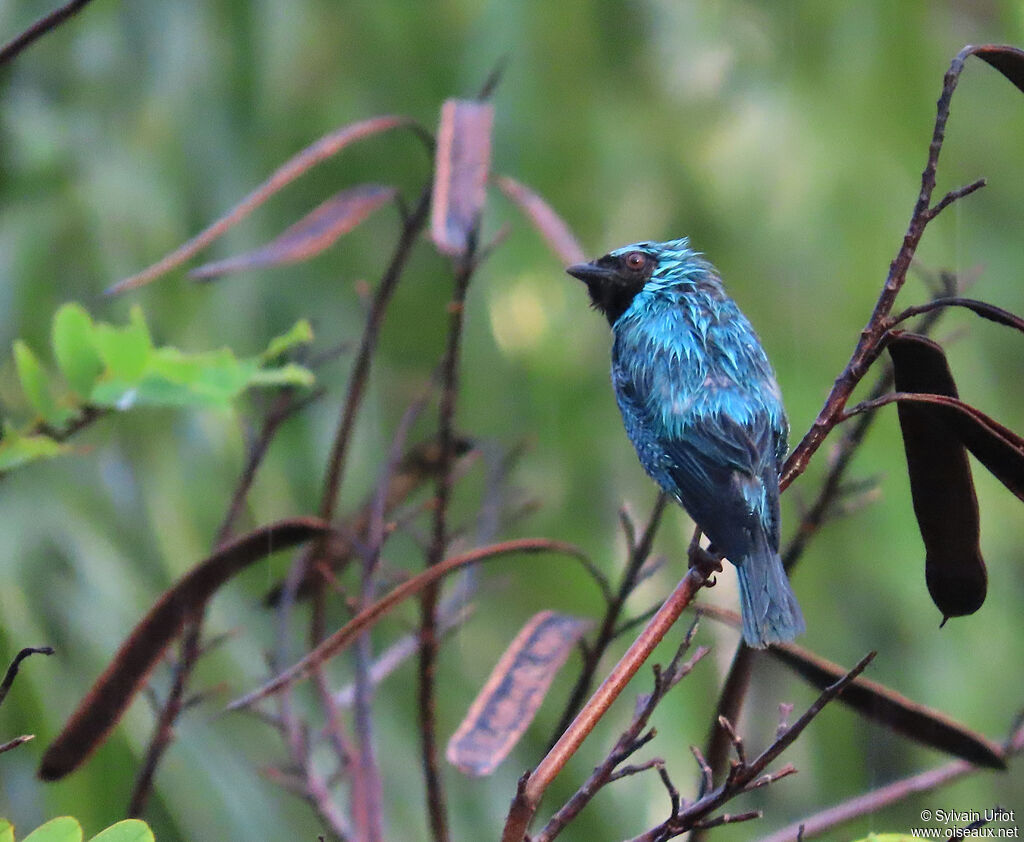 Tersine hirondelle mâle adulte