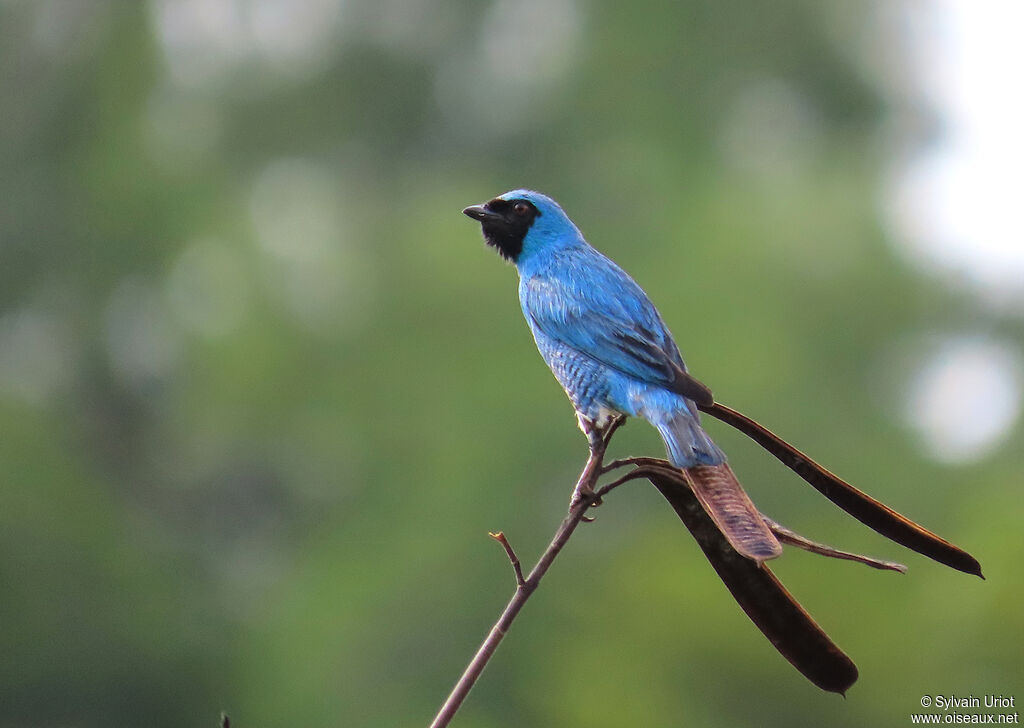 Tersine hirondelle mâle adulte