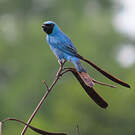 Tersine hirondelle