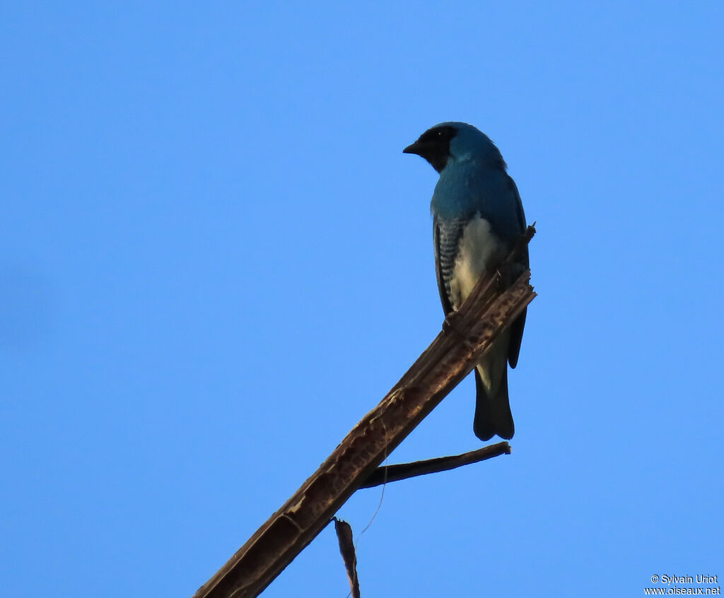 Tersine hirondelle mâle adulte