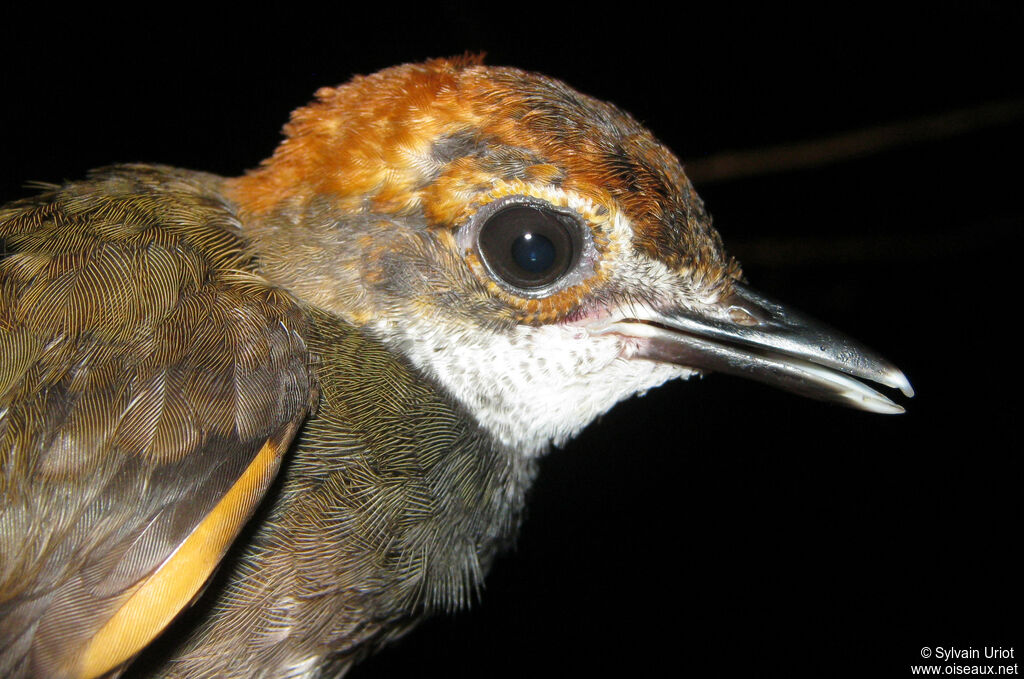 Tétéma colmaimmature