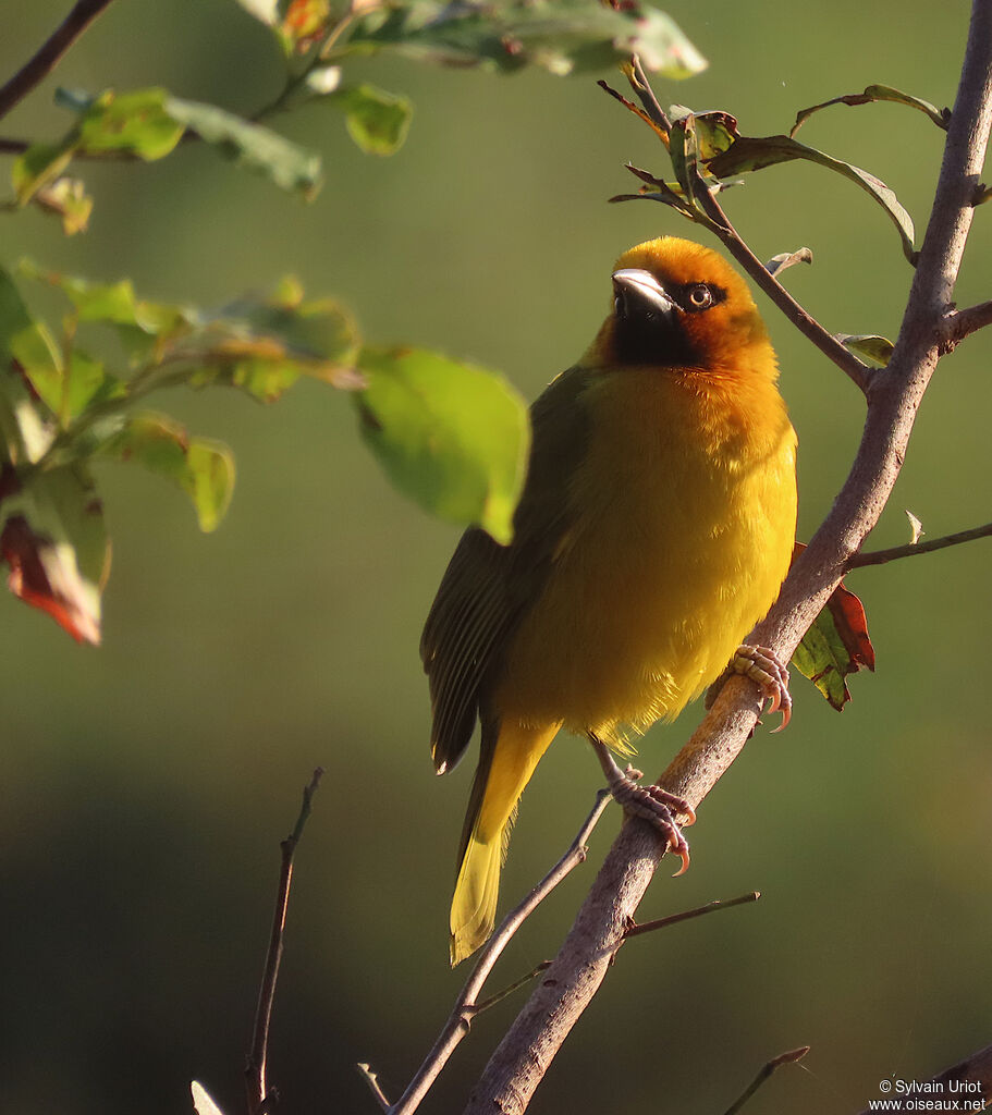 Spectacled Weaver male adult