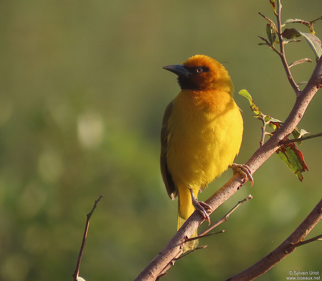 Spectacled Weaver male adult