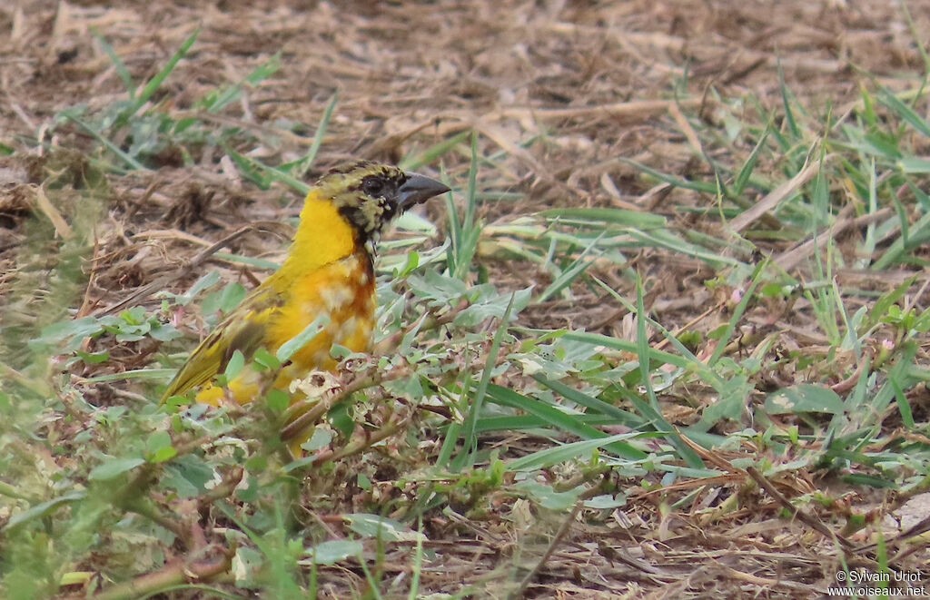 Tisserin à tête noire