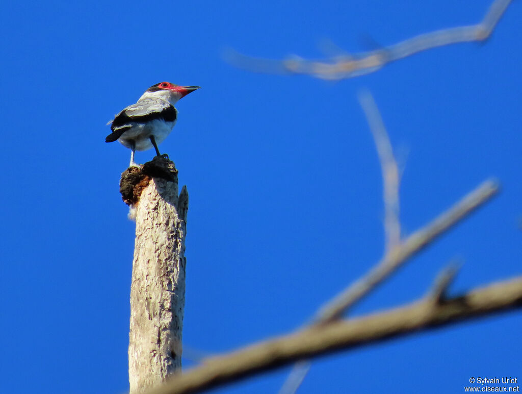 Tityre gris femelle adulte