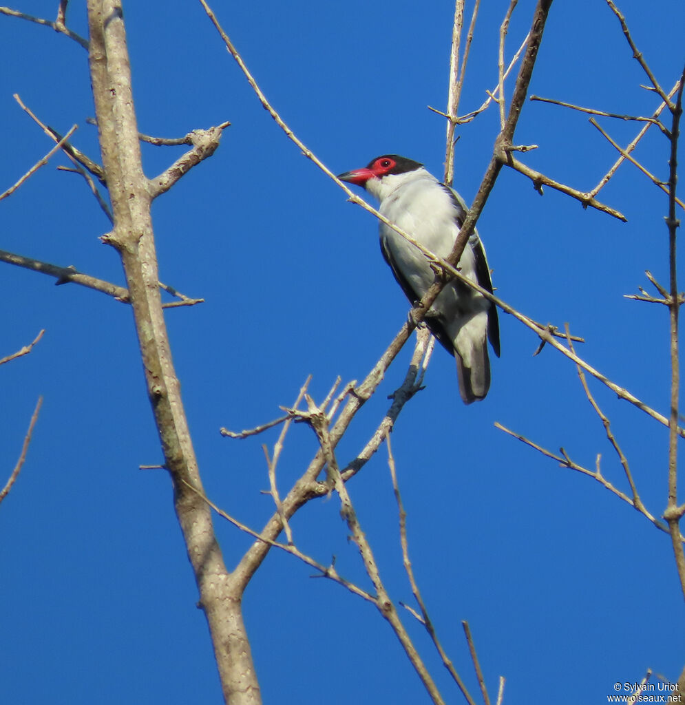 Tityre gris mâle adulte