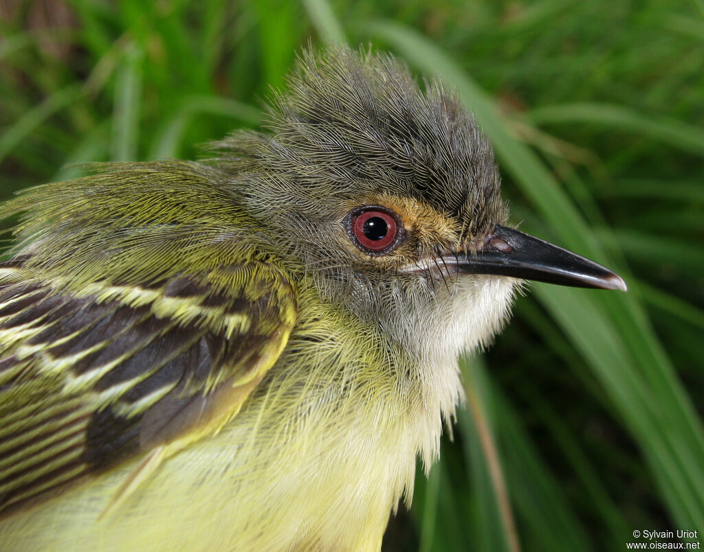 Smoky-fronted Tody-Flycatcheradult