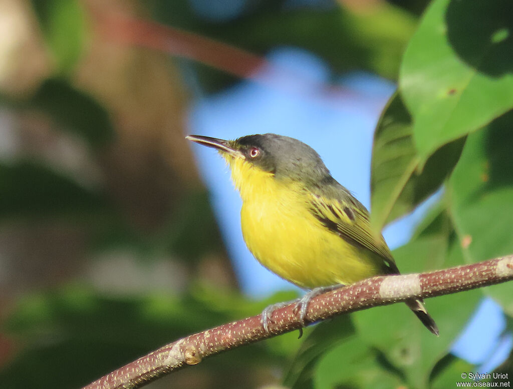 Common Tody-Flycatcheradult