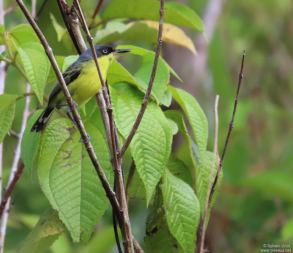 Common Tody-Flycatcheradult