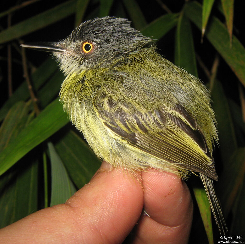 Spotted Tody-Flycatcher