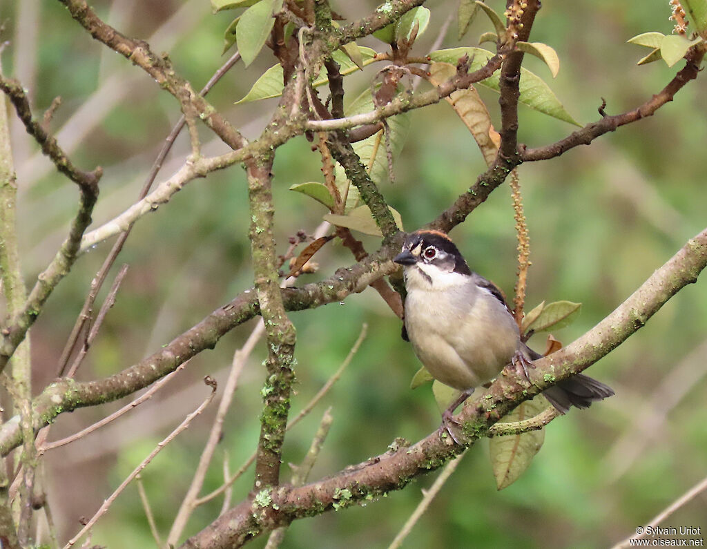 Tohi leucoptèreadulte
