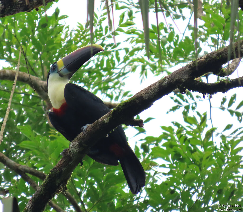 White-throated Toucan