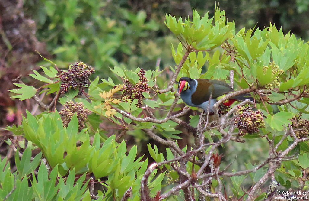 Grey-breasted Mountain Toucanadult
