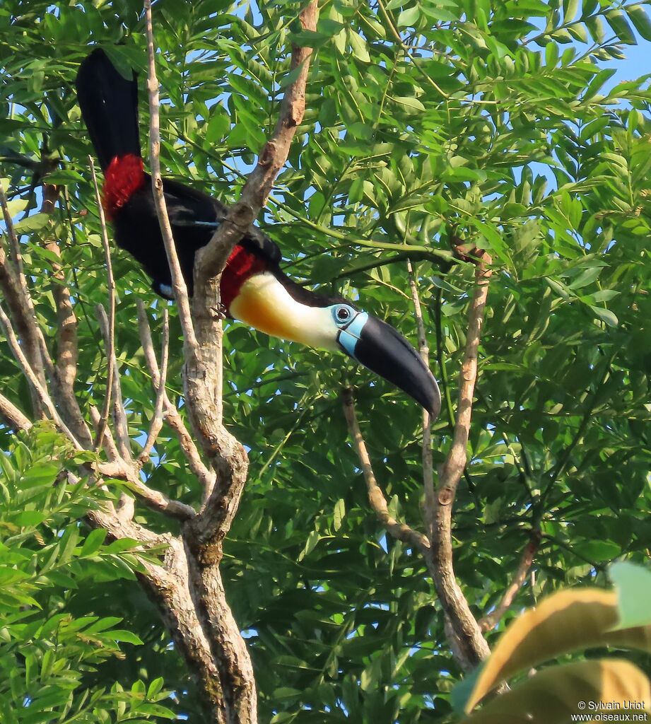 Toucan vitellinadulte
