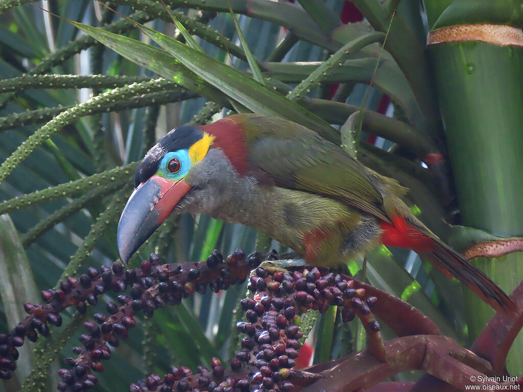 Toucanet koulik femelle adulte