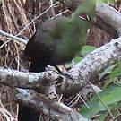 Touraco vert