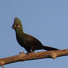 Touraco vert
