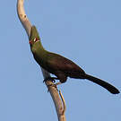 Touraco vert