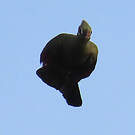 Touraco vert