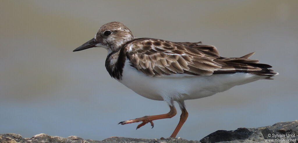 Ruddy Turnstoneadult post breeding