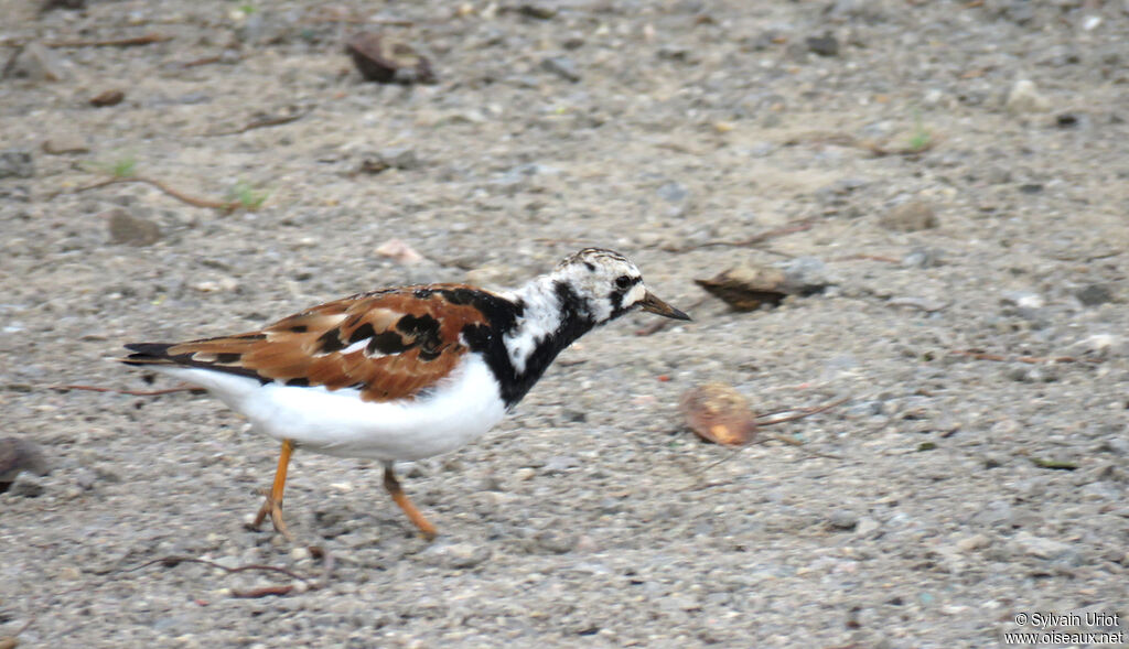 Ruddy Turnstoneadult breeding
