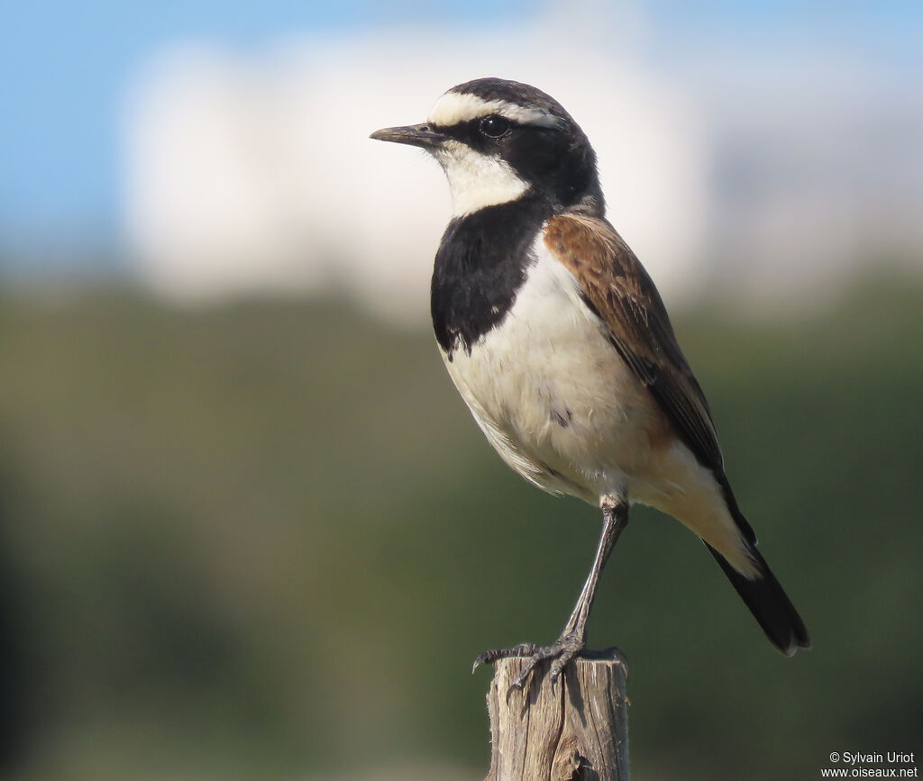 Capped Wheatearadult