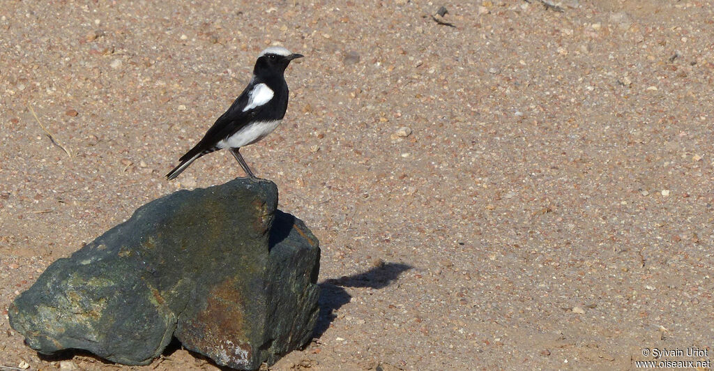 Mountain Chatadult
