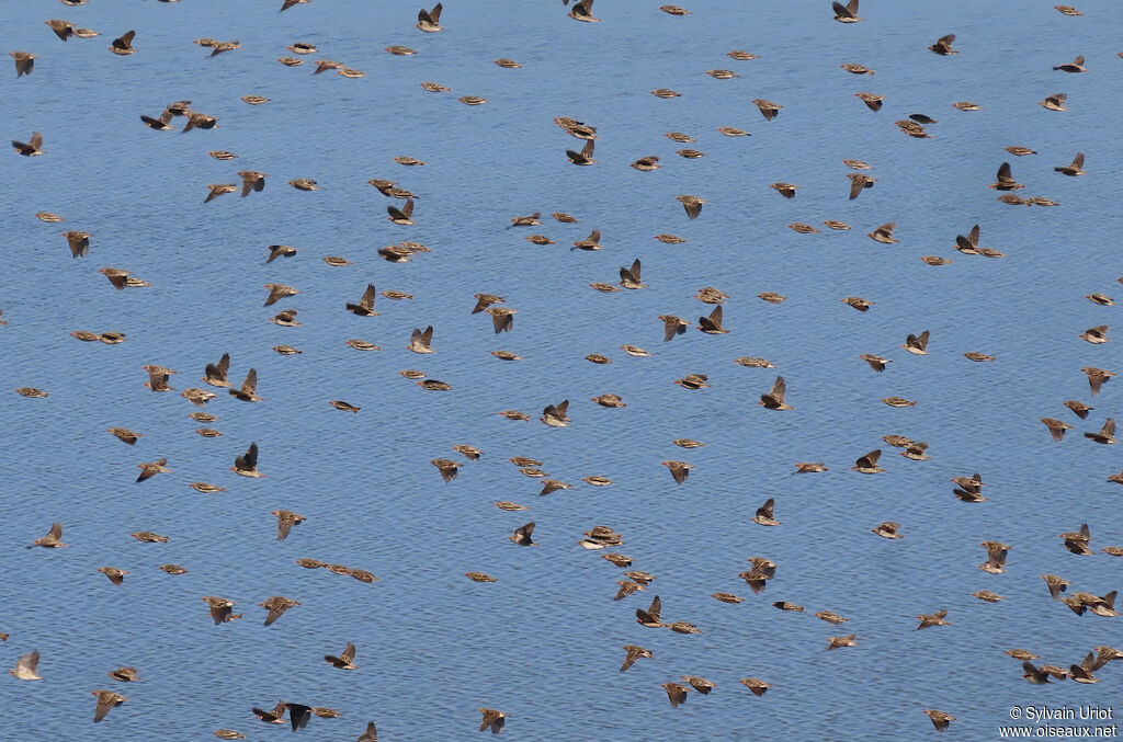 Red-billed Quelea