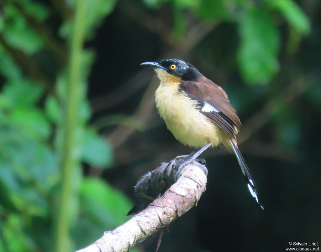 Black-capped Donacobiusadult