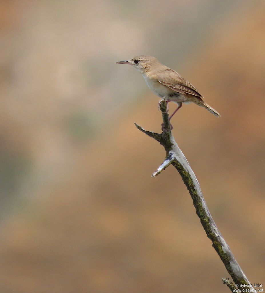 Southern House Wrenadult