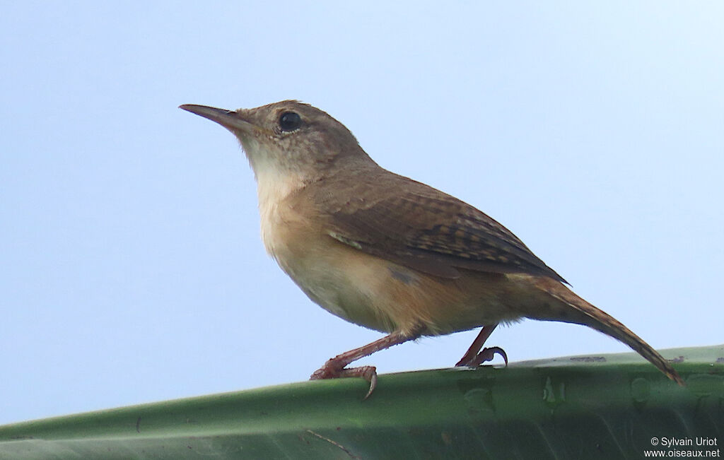 Troglodyte austral