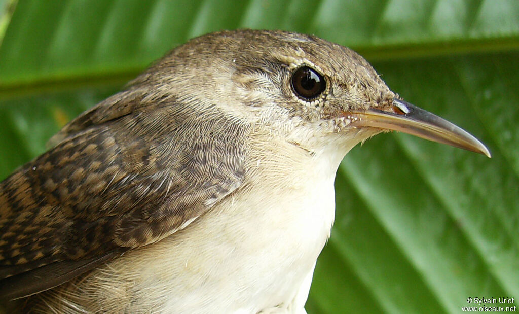 Southern House Wren