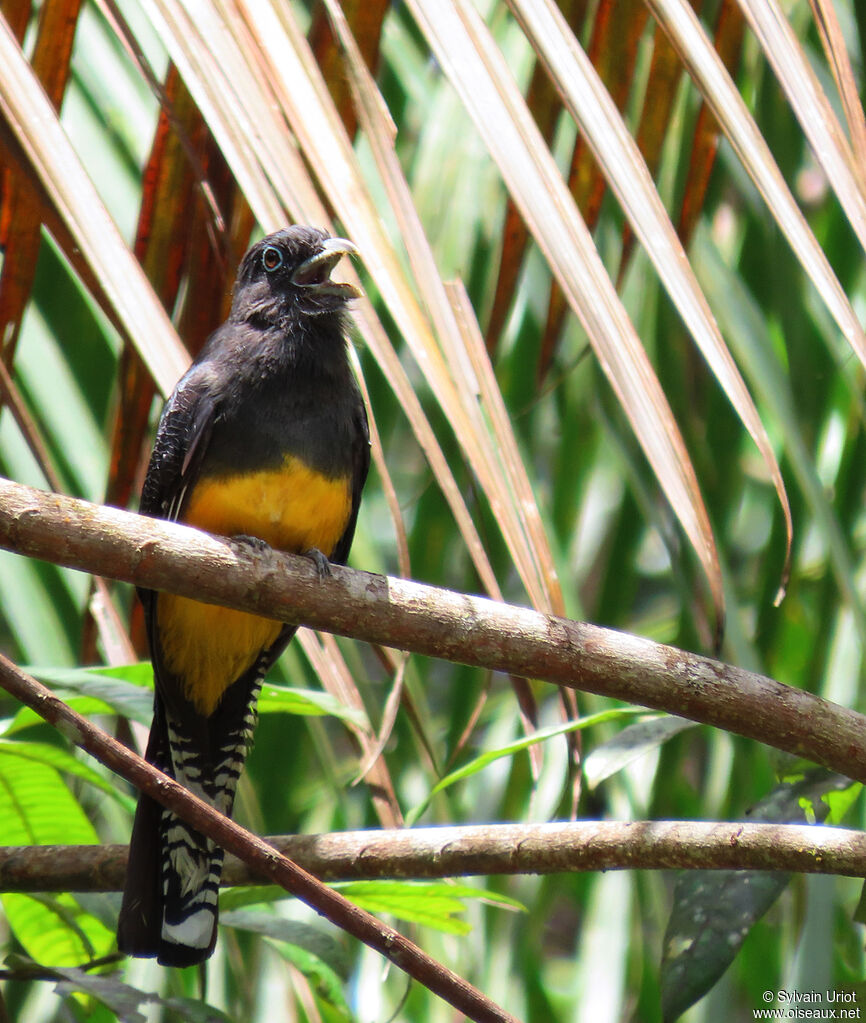 Trogon à queue blanche femelle adulte