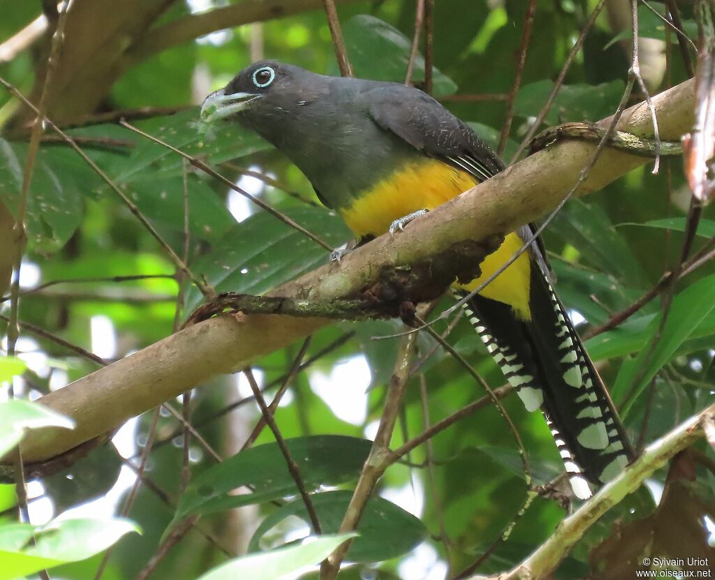 Trogon à queue blanche femelle adulte