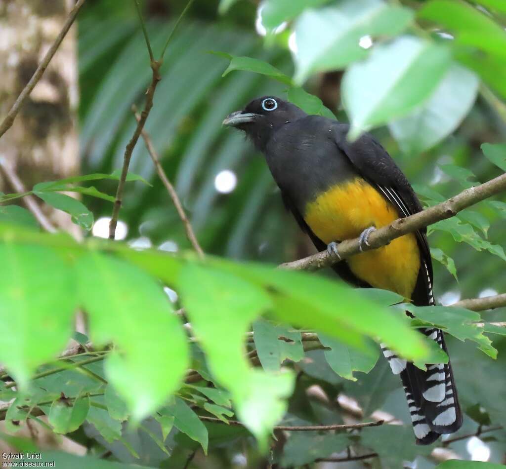 Trogon à queue blanche femelle adulte, pigmentation